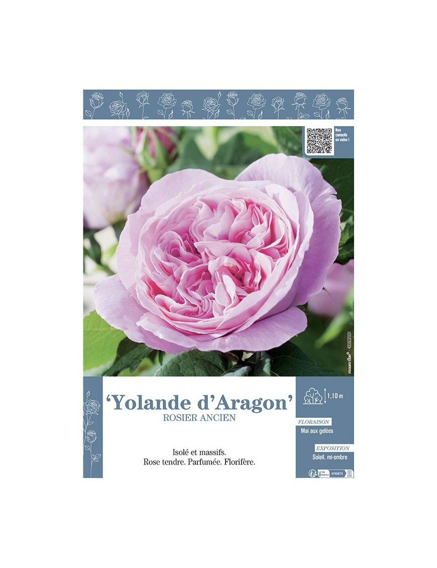 ROSIER ANCIEN YOLANDE D'ARAGON