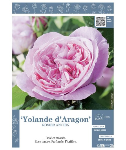 ROSIER ANCIEN YOLANDE D'ARAGON