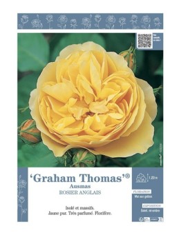 ROSIER ANGLAIS GRAHAM THOMAS® Aumas