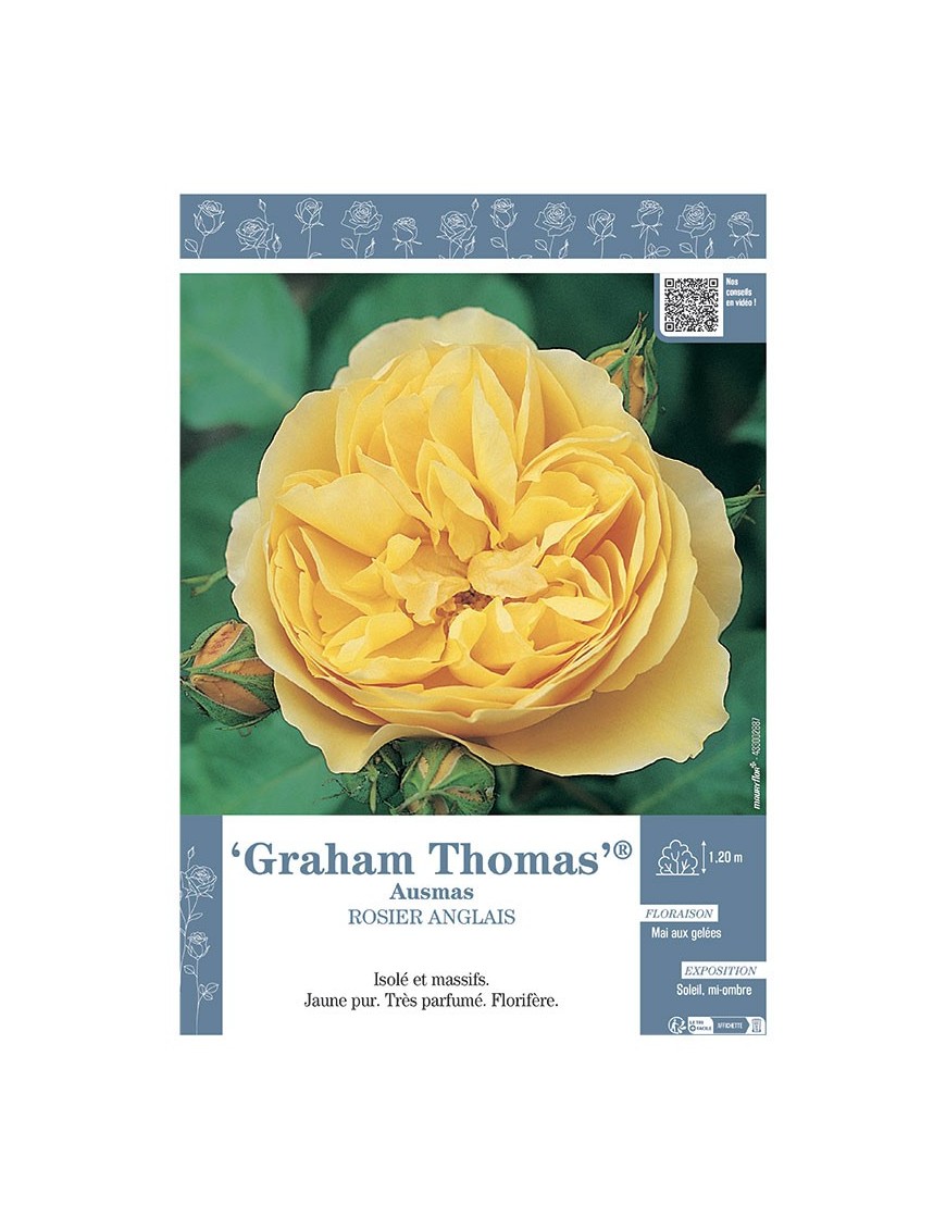 ROSIER ANGLAIS GRAHAM THOMAS® Aumas