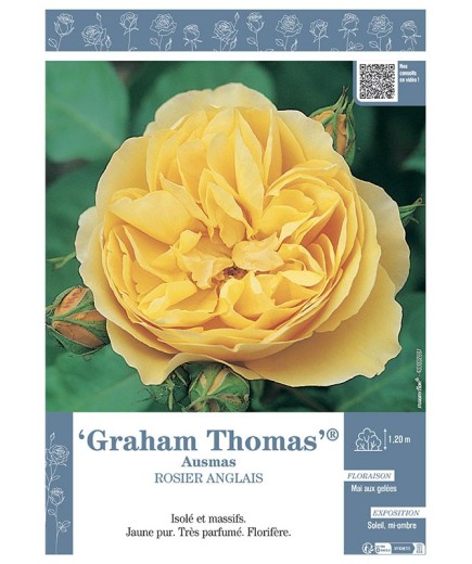 ROSIER ANGLAIS GRAHAM THOMAS® Aumas