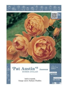 ROSIER ANGLAIS PAT AUSTIN® Ausmum
