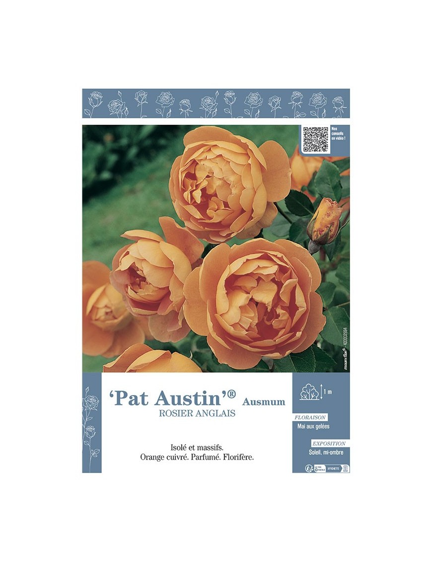 ROSIER ANGLAIS PAT AUSTIN® Ausmum