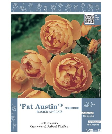 ROSIER ANGLAIS PAT AUSTIN® Ausmum