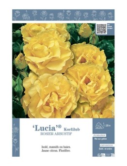 ROSIER ARBUSTIF LUCIA® Korlilub