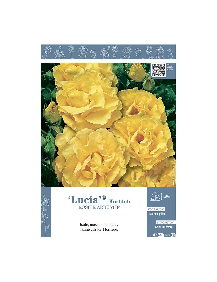 ROSIER ARBUSTIF LUCIA® Korlilub