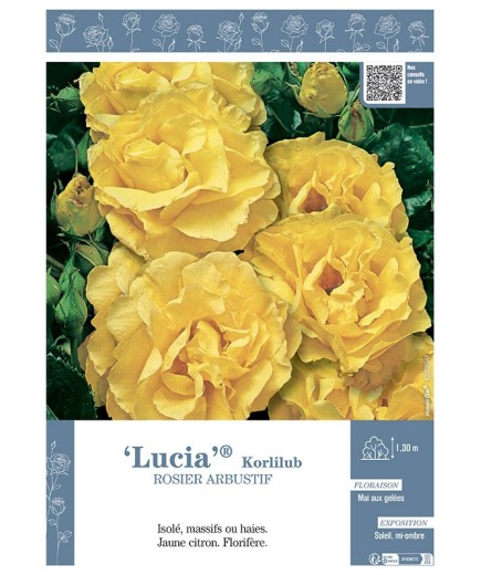 ROSIER ARBUSTIF LUCIA® Korlilub