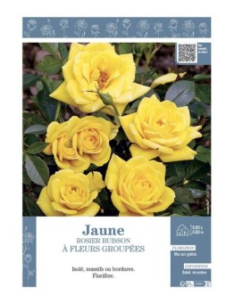 ROSIER BUISSON À FLEURS GROUPÉES (jaune)