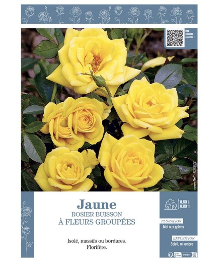 ROSIER BUISSON À FLEURS GROUPÉES (jaune)