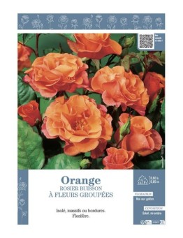 ROSIER BUISSON À FLEURS GROUPÉES (orange)
