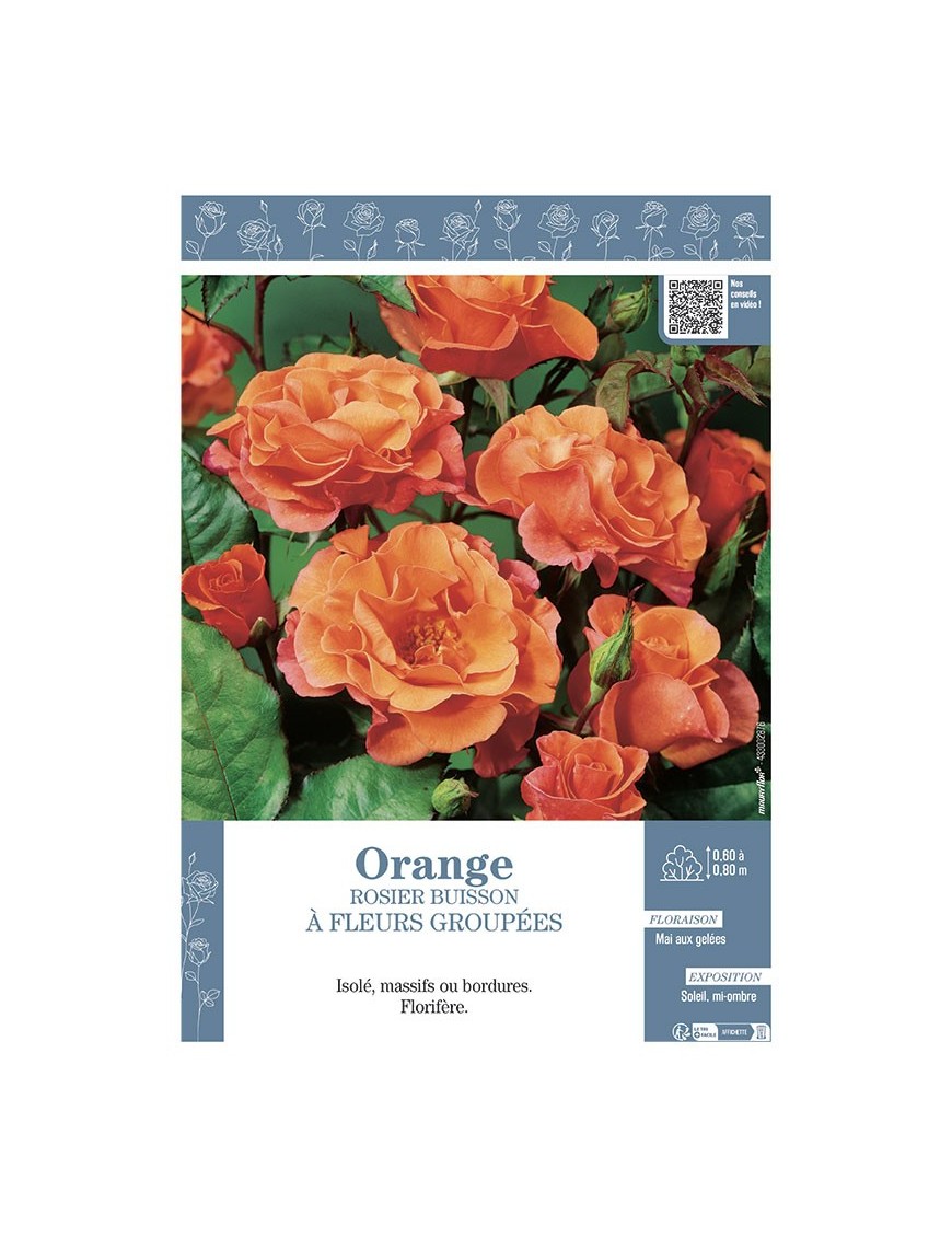 ROSIER BUISSON À FLEURS GROUPÉES (orange)