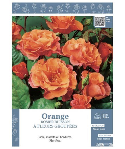 ROSIER BUISSON À FLEURS GROUPÉES (orange)