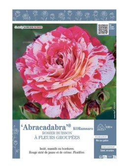 ROSIER BUISSON À FLEURS GROUPÉES ABRACADABRA® KORamsaro