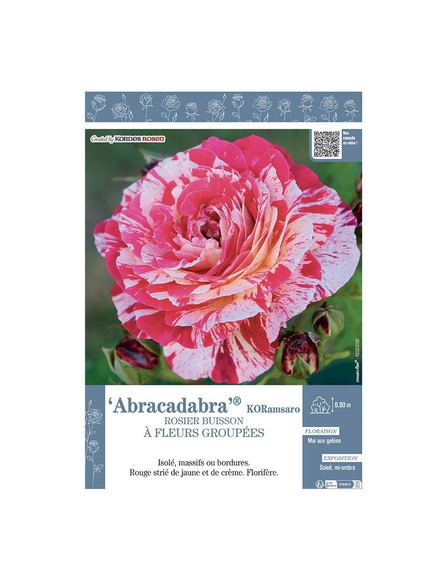 ROSIER BUISSON À FLEURS GROUPÉES ABRACADABRA® KORamsaro