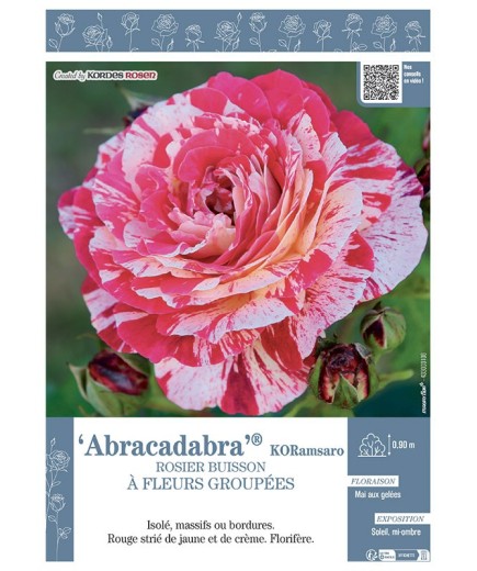ROSIER BUISSON À FLEURS GROUPÉES ABRACADABRA® KORamsaro