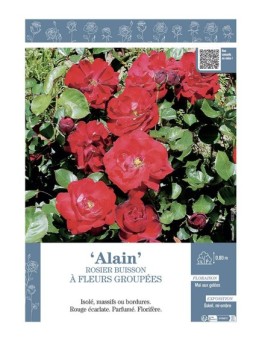 ROSIER BUISSON À FLEURS GROUPÉES ALAIN