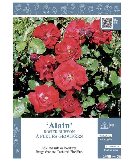 ROSIER BUISSON À FLEURS GROUPÉES ALAIN