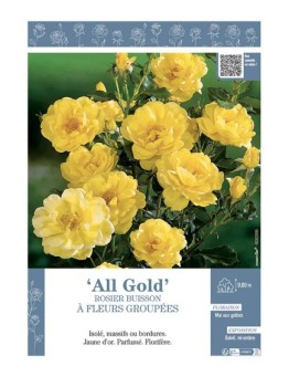 ROSIER BUISSON À FLEURS GROUPÉES ALL GOLD
