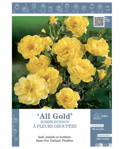 ROSIER BUISSON À FLEURS GROUPÉES ALL GOLD