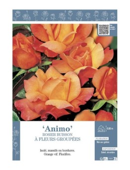 ROSIER BUISSON À FLEURS GROUPÉES ANIMO