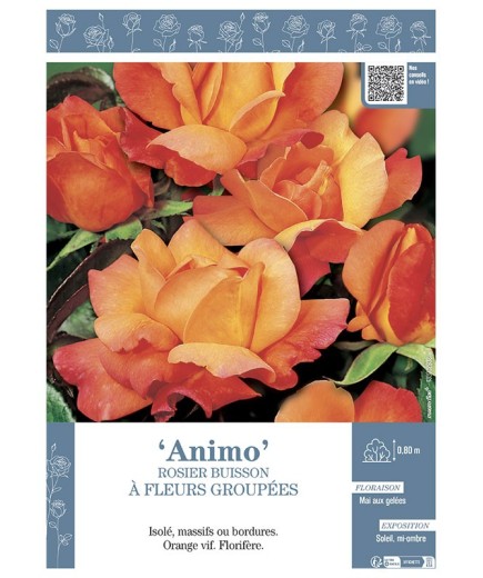 ROSIER BUISSON À FLEURS GROUPÉES ANIMO