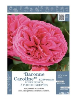 ROSIER BUISSON À FLEURS GROUPÉES BARONNE CAROLINE® Korbevmahe
