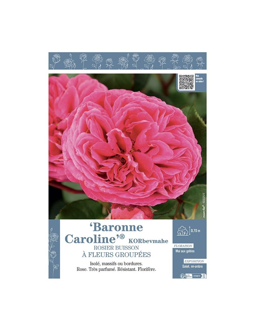 ROSIER BUISSON À FLEURS GROUPÉES BARONNE CAROLINE® Korbevmahe