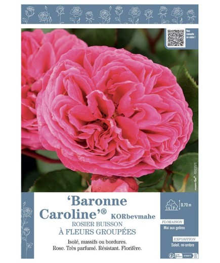 ROSIER BUISSON À FLEURS GROUPÉES BARONNE CAROLINE® Korbevmahe