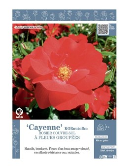ROSIER BUISSON À FLEURS GROUPÉES CAYENNE® Koroutofko