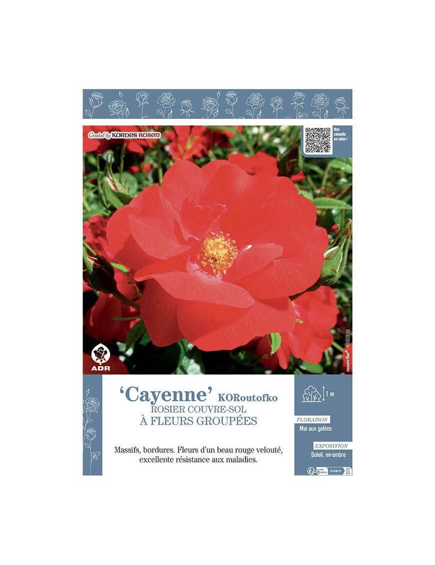 ROSIER BUISSON À FLEURS GROUPÉES CAYENNE® Koroutofko