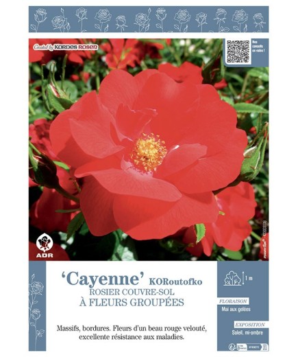 ROSIER BUISSON À FLEURS GROUPÉES CAYENNE® Koroutofko
