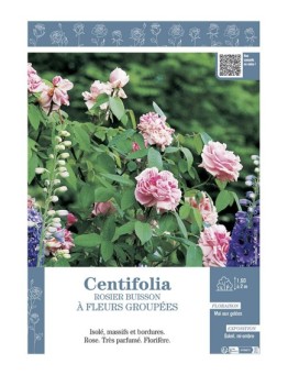 ROSIER BUISSON À FLEURS GROUPÉES CENTIFOLIA