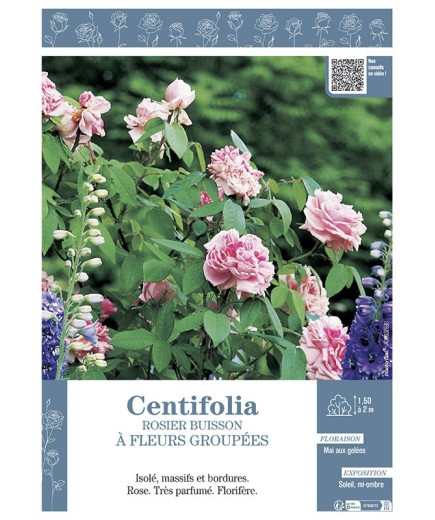 ROSIER BUISSON À FLEURS GROUPÉES CENTIFOLIA