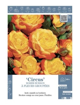 ROSIER BUISSON À FLEURS GROUPÉES CIRCUS