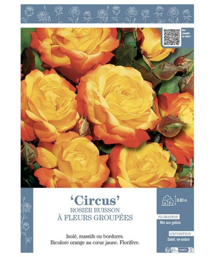 ROSIER BUISSON À FLEURS GROUPÉES CIRCUS
