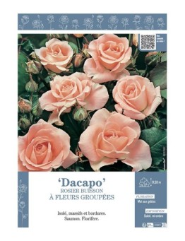 ROSIER BUISSON À FLEURS GROUPÉES DACAPO