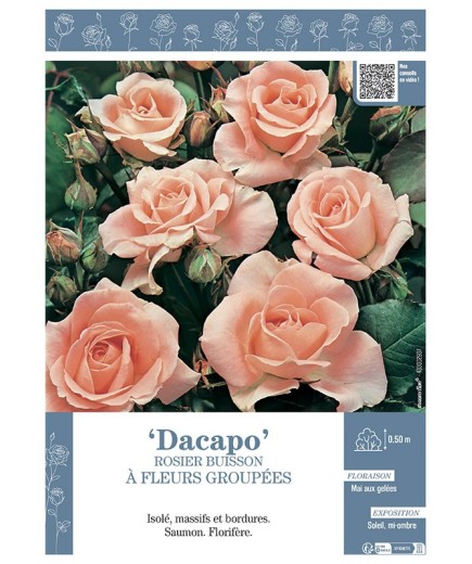 ROSIER BUISSON À FLEURS GROUPÉES DACAPO