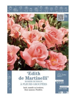 ROSIER BUISSON À FLEURS GROUPÉES EDITH DE MARTINELLI