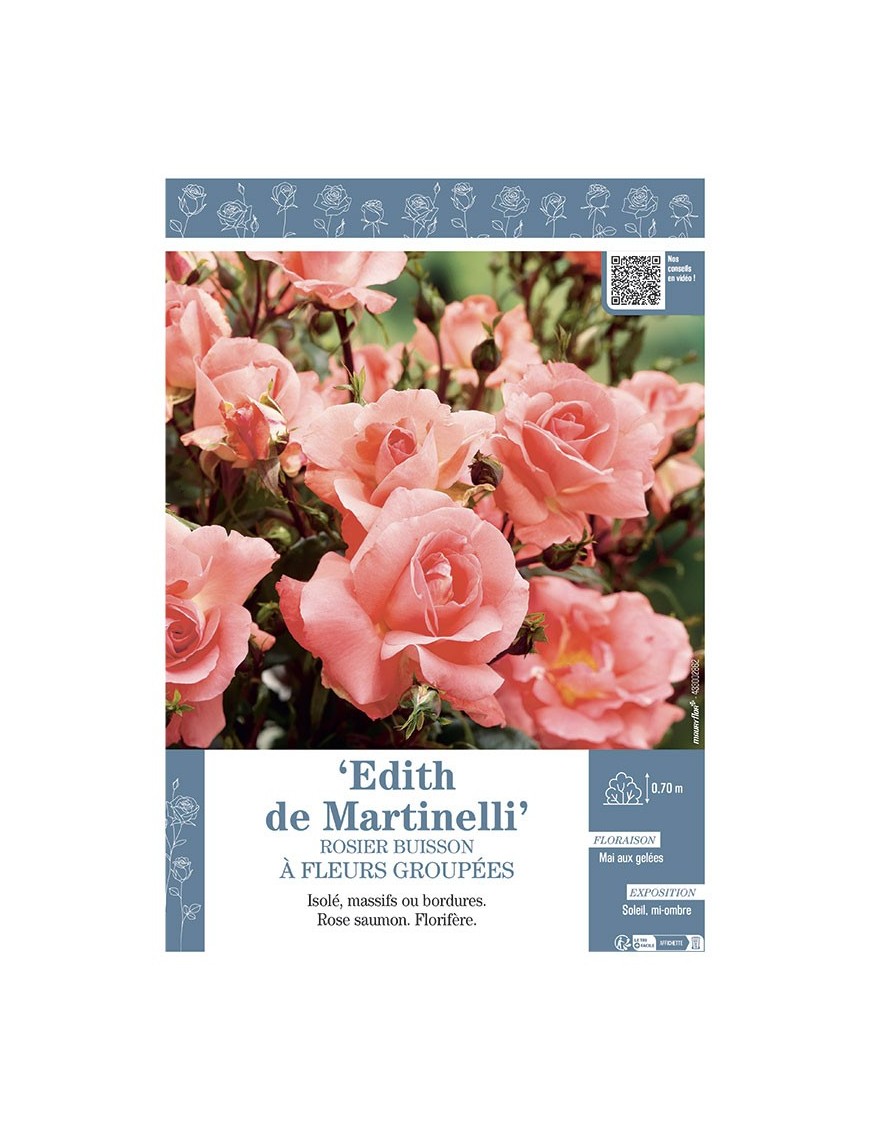 ROSIER BUISSON À FLEURS GROUPÉES EDITH DE MARTINELLI