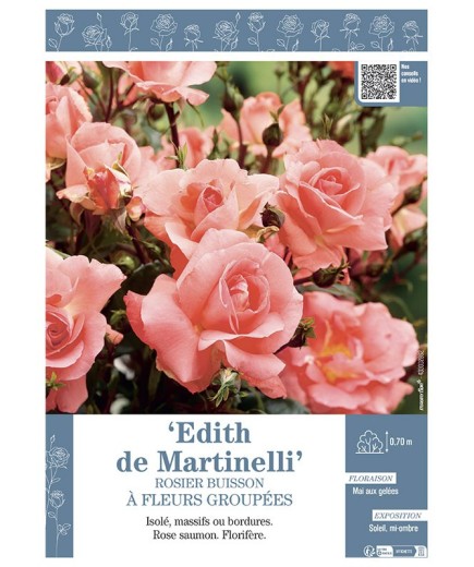 ROSIER BUISSON À FLEURS GROUPÉES EDITH DE MARTINELLI