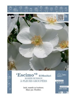 ROSIER BUISSON À FLEURS GROUPÉES ESCIMO® Kormifari