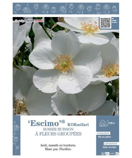 ROSIER BUISSON À FLEURS GROUPÉES ESCIMO® Kormifari