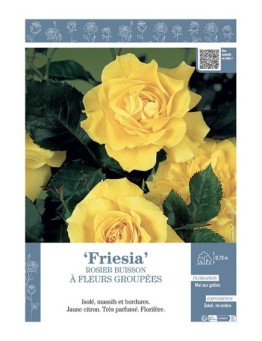 ROSIER BUISSON À FLEURS GROUPÉES FRIESIA