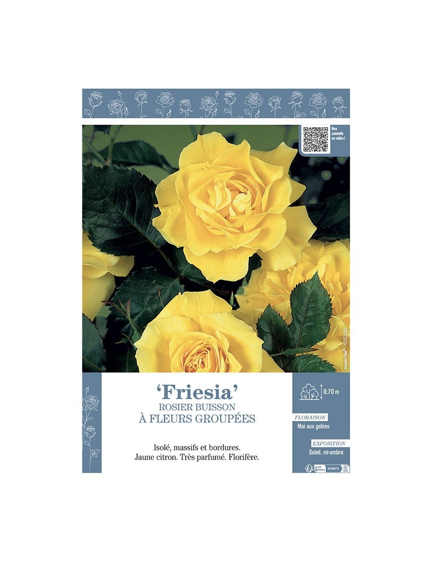 ROSIER BUISSON À FLEURS GROUPÉES FRIESIA
