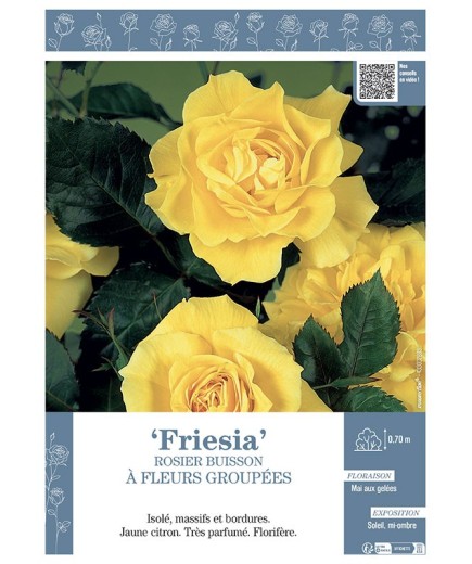 ROSIER BUISSON À FLEURS GROUPÉES FRIESIA