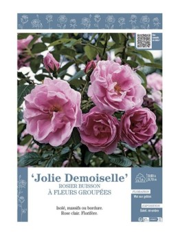 ROSIER BUISSON À FLEURS GROUPÉES JOLIE DEMOISELLE