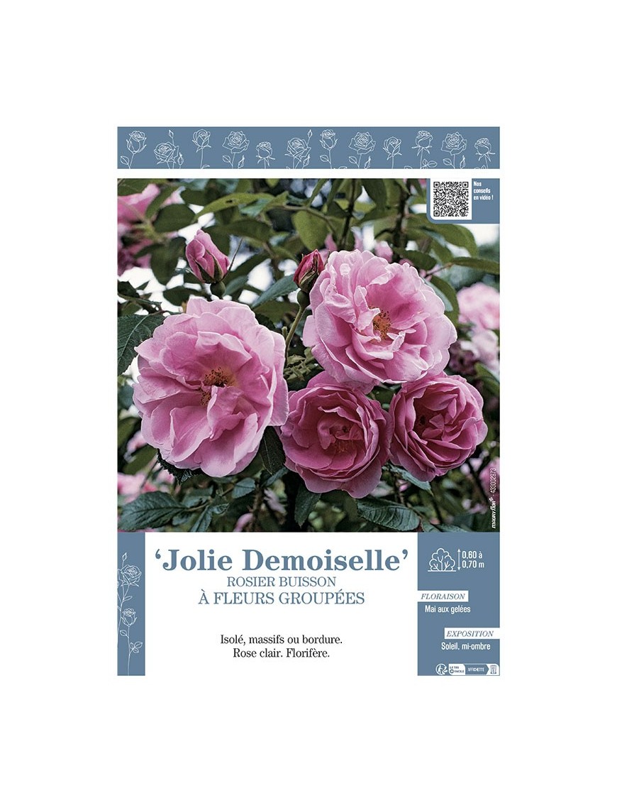ROSIER BUISSON À FLEURS GROUPÉES JOLIE DEMOISELLE
