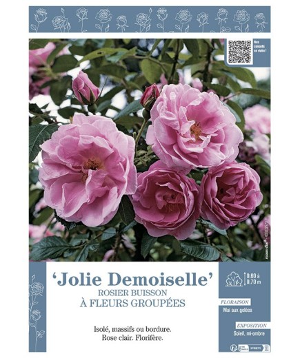 ROSIER BUISSON À FLEURS GROUPÉES JOLIE DEMOISELLE