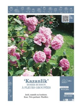 ROSIER BUISSON À FLEURS GROUPÉES KAZANLIK