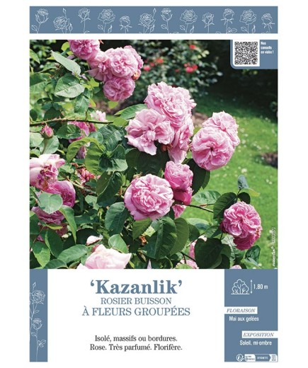 ROSIER BUISSON À FLEURS GROUPÉES KAZANLIK
